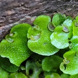 Lunularia cruciata at Coree, ACT - 15 Jul 2022 01:35 PM