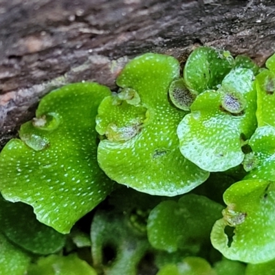 Lunularia cruciata (A thallose liverwort) at Coree, ACT - 15 Jul 2022 by trevorpreston