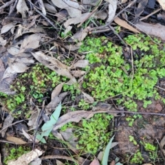 Lunularia cruciata at Coree, ACT - 15 Jul 2022 01:35 PM