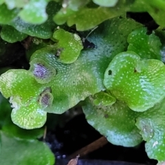 Lunularia cruciata at Coree, ACT - 15 Jul 2022 01:35 PM