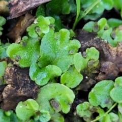 Lunularia cruciata at Coree, ACT - 15 Jul 2022 01:35 PM