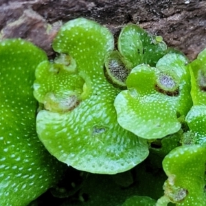 Lunularia cruciata at Coree, ACT - 15 Jul 2022 01:35 PM