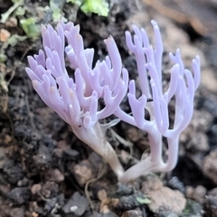 Unidentified Coralloid fungus, markedly branched (TBC) at Coree, ACT - 15 Jul 2022 by trevorpreston