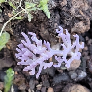 Ramariopsis pulchella at Coree, ACT - 15 Jul 2022