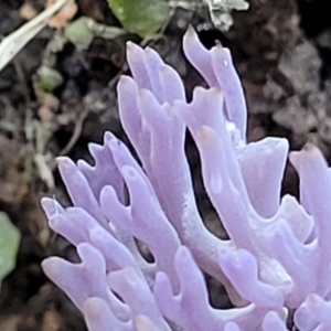 Ramariopsis pulchella at Coree, ACT - 15 Jul 2022