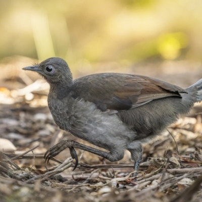 Menura novaehollandiae (Superb Lyrebird) at Cotter River, ACT - 14 Jul 2022 by trevsci