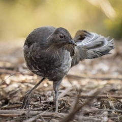 Menura novaehollandiae at Cotter River, ACT - 15 Jul 2022 09:22 AM