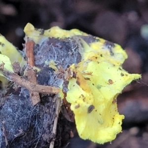 Austeria citrea at Coree, ACT - 15 Jul 2022 01:17 PM