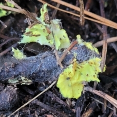 Austeria citrea at Coree, ACT - 15 Jul 2022 01:17 PM