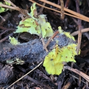 Austeria citrea at Coree, ACT - 15 Jul 2022 01:17 PM