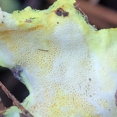 Austeria citrea at Coree, ACT - 15 Jul 2022 01:17 PM