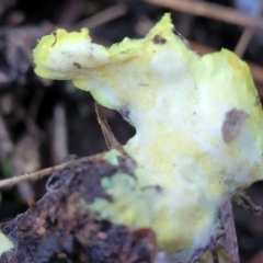 Austeria citrea at Coree, ACT - 15 Jul 2022 01:17 PM