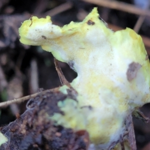 Austeria citrea at Coree, ACT - 15 Jul 2022 01:17 PM