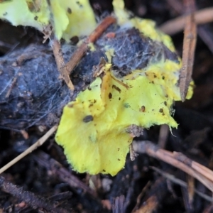 Austeria citrea at Coree, ACT - 15 Jul 2022 01:17 PM