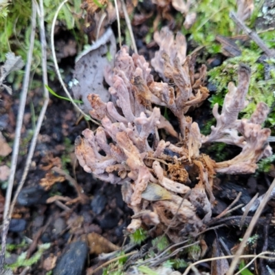 Clavulina vinaceocervina (Dark-tipped Coral) at Coree, ACT - 15 Jul 2022 by trevorpreston