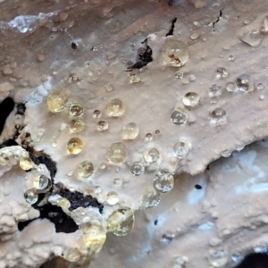 Corticioid fungi at Coree, ACT - 15 Jul 2022