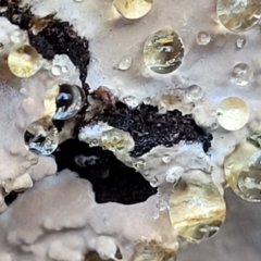 Corticioid fungi at Coree, ACT - 15 Jul 2022 01:04 PM