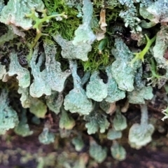 Thysanothecium scutellatum (A lichen) at Coree, ACT - 15 Jul 2022 by trevorpreston