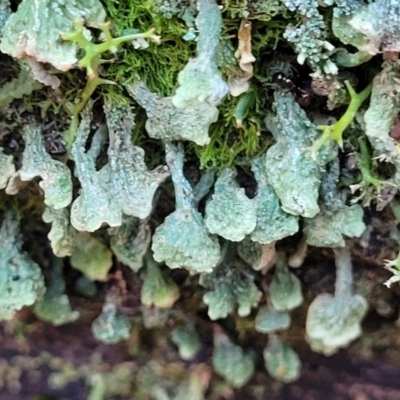 Thysanothecium scutellatum (A lichen) at Sherwood Forest - 15 Jul 2022 by trevorpreston