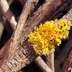Teloschistes sp. (genus) (A lichen) at Sherwood Forest - 15 Jul 2022 by trevorpreston