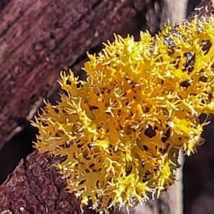 Teloschistes sp. (genus) at Coree, ACT - 15 Jul 2022