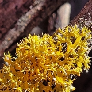 Teloschistes sp. (genus) at Coree, ACT - 15 Jul 2022