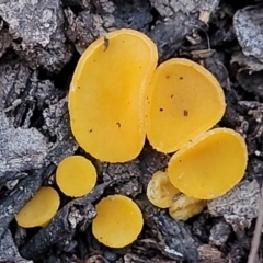 Phaeohelotium (Discinella terrestris aggregate) at Sherwood Forest - 15 Jul 2022 by trevorpreston