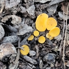 Phaeohelotium (Discinella terrestris aggregate) at Coree, ACT - 15 Jul 2022