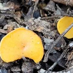 Phaeohelotium (Discinella terrestris aggregate) at Coree, ACT - 15 Jul 2022