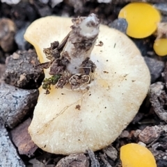 Phaeohelotium (Discinella terrestris aggregate) at Coree, ACT - 15 Jul 2022