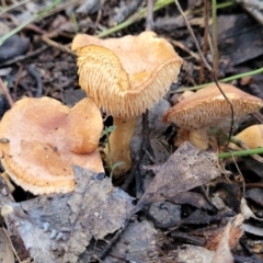 Hydnum 'repandum group' at Sherwood Forest - 15 Jul 2022 by trevorpreston