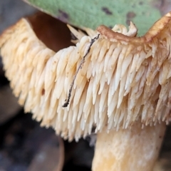 Hydnum 'repandum group' at Coree, ACT - 15 Jul 2022