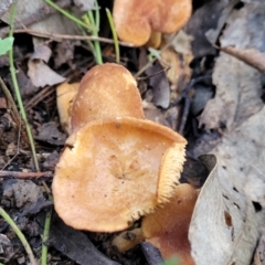 Hydnum 'repandum group' at Coree, ACT - 15 Jul 2022