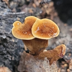 Coltricia sp. at Sherwood Forest - 15 Jul 2022 by trevorpreston