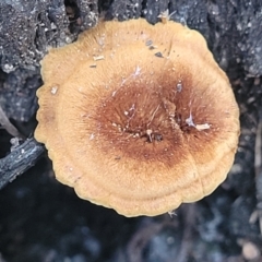 Coltricia sp. at Coree, ACT - 15 Jul 2022