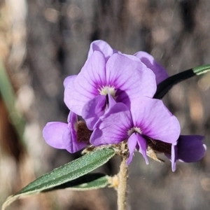 Hovea heterophylla at Coree, ACT - 15 Jul 2022 12:51 PM