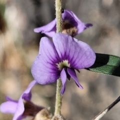 Hovea heterophylla at Coree, ACT - 15 Jul 2022 12:51 PM