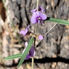 Hovea heterophylla at Coree, ACT - 15 Jul 2022 12:51 PM