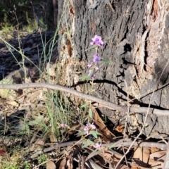 Hovea heterophylla at Coree, ACT - 15 Jul 2022