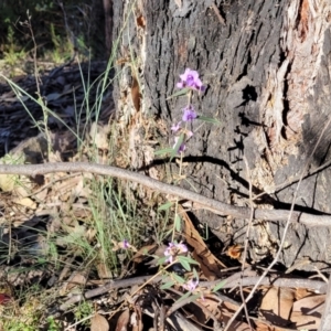 Hovea heterophylla at Coree, ACT - 15 Jul 2022