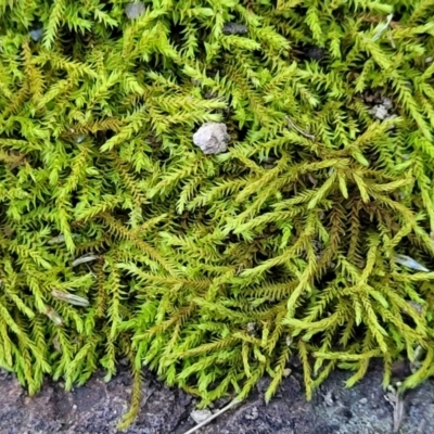 Triquetrella (A trailing moss) at Sherwood Forest - 15 Jul 2022 by trevorpreston