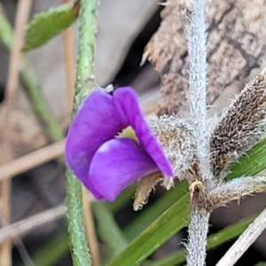 Hovea heterophylla at Coree, ACT - 15 Jul 2022