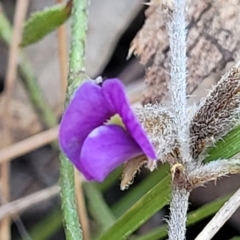 Hovea heterophylla (Common Hovea) at Sherwood Forest - 15 Jul 2022 by trevorpreston