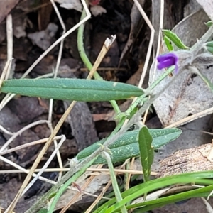 Hovea heterophylla at Coree, ACT - 15 Jul 2022