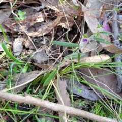 Hovea heterophylla at Coree, ACT - 15 Jul 2022