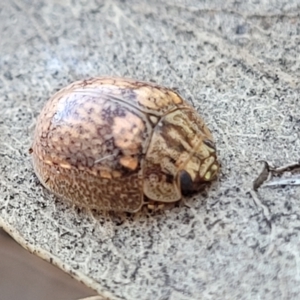 Paropsisterna laesa species complex at Coree, ACT - 15 Jul 2022 12:42 PM