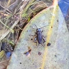 Grylloidea (superfamily) (Unidentified cricket) at Sherwood Forest - 15 Jul 2022 by trevorpreston