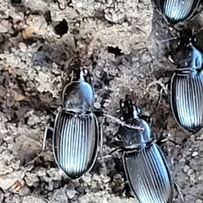 Pterostichini (tribe) (A Carabid beetle) at Sherwood Forest - 15 Jul 2022 by trevorpreston