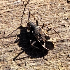 Dieuches sp. (genus) (Black and White Seed Bug) at Coree, ACT - 15 Jul 2022 by trevorpreston