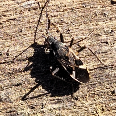 Dieuches maculicollis (Black-and-white seed bug) at Sherwood Forest - 15 Jul 2022 by trevorpreston
